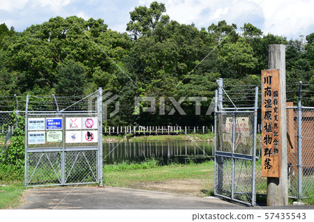 Kawanan Wetlands and plants 57435543