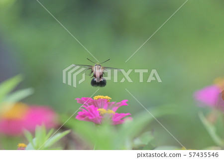 Hawk moth and zinnia flower Hawk moth and zinnia flower 57435546