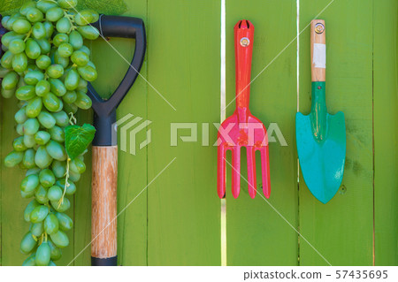 garden tools or agricultural tool on wooden green wall. garden tools or agricultural tool on wooden green wall. 57435695