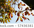 Chestnut tree yellow orange red leaves sun light blue sky in autumn season. Beautiful autumn leaves silhouette in the sky. Autumn yellowed leaves. Chestnut tree leaves blue sky background. 57436381