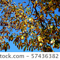 Chestnut tree leaves blue sky in autumn season. Nature beautiful background. Bright sunny autumn weather leaves. Autumn weather leaves. 57436382