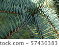 Christmas needles tree branches macro view. Pine tree needles branch background. Needles christmas tree. Nature macro background. 57436383