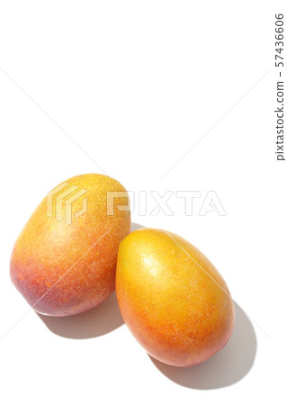 Rough mango 57436606
