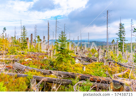 Devasted forest in cause of bark beetle infestation. Sumava National Park and Bavarian Forest 57438715