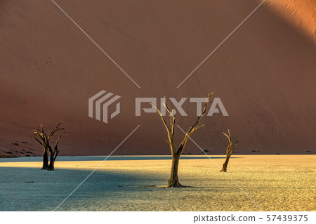 dry acacia tree in dead in Sossusvlei, Namibia dry acacia tree in dead in Sossusvlei, Namibia 57439375