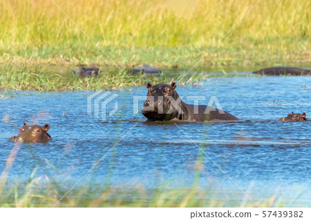 Hippopotamus Botswana Africa Safari Wildlife Hippopotamus Botswana Africa Safari Wildlife 57439382