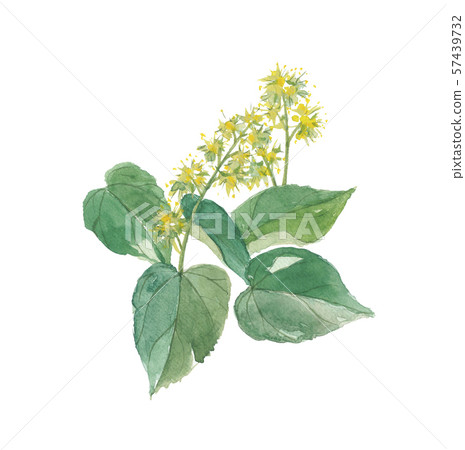 Otsu Samurai 57439732