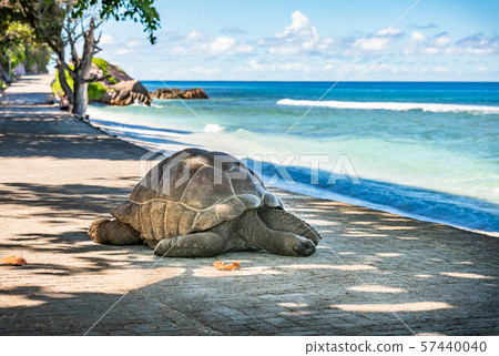 Seychelles giant tortoise, La Digue island. Seychelles giant tortoise, La Digue island. 57440040