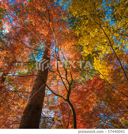multi colour trees in the autumn forest 57440041