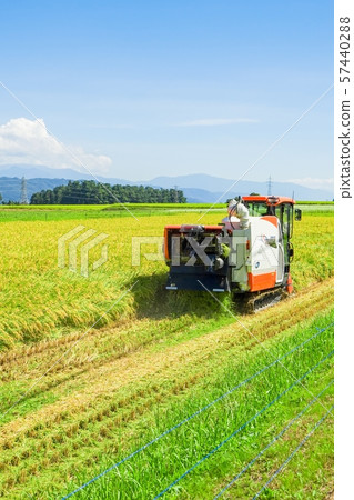 Rice reaping 57440288