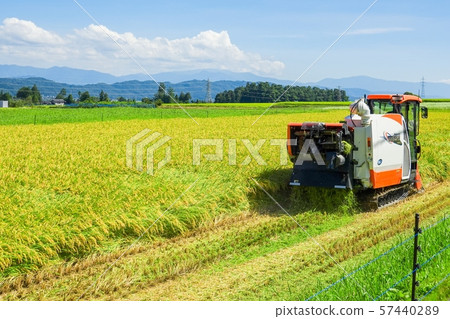 Rice reaping 57440289