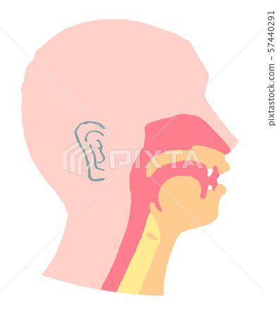 口腔橫截面圖 57440291