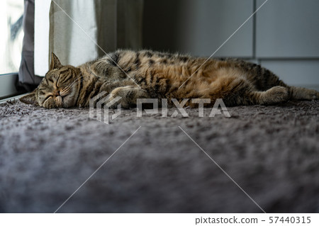 animal beautiful baby cat sleep comfort pet relax animal beautiful baby cat sleep comfort pet relax 57440315