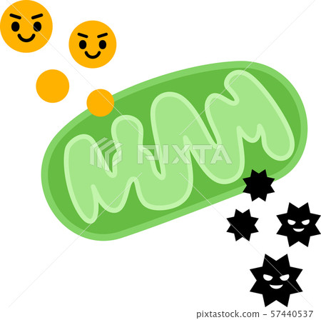 Mitochondria producing energy and active oxygen 57440537