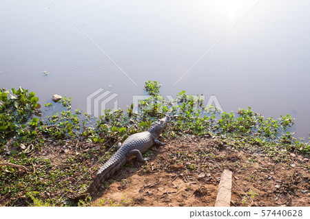 caiman which heats up in the morning sun. 57440628