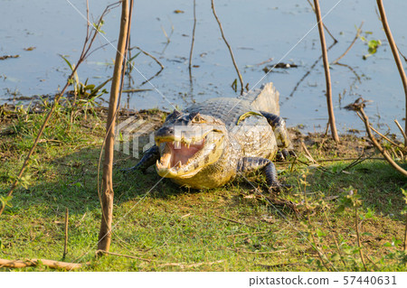 caiman which heats up in the morning sun. 57440631