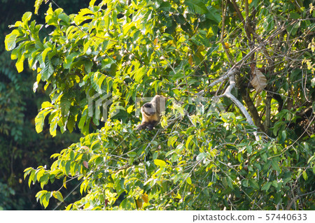 Tufted capuchin monkey on the nature in Pantanal, 57440633