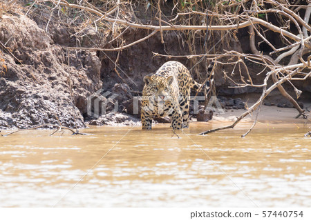 Jaguar from Pantanal, Brazil 57440754