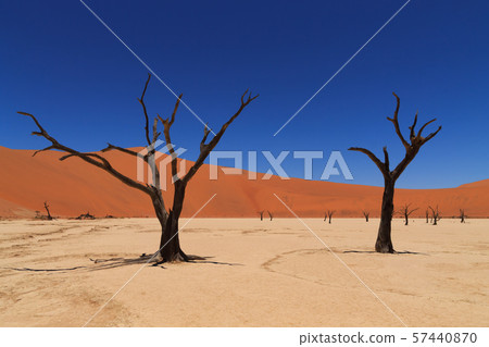 Dead Vlei Dead Vlei 57440870
