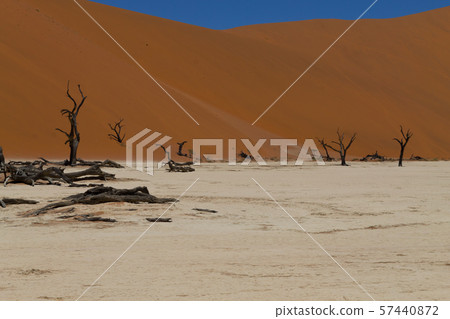Dead Vlei 57440872