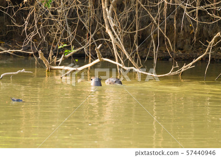 Giant otter from Pantanal, Brazil Giant otter from Pantanal, Brazil 57440946