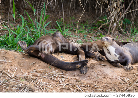 Giant otter from Pantanal, Brazil 57440950