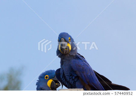 Couple of Hyacinth macaw, Brazilian wildlife 57440952
