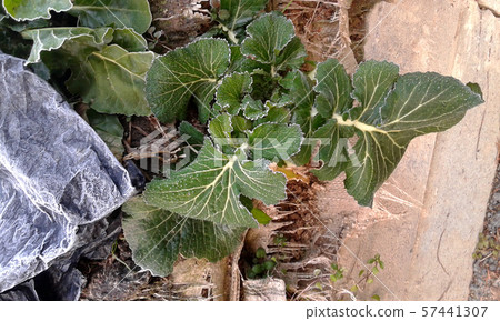 Chinese cabbage frost Chinese cabbage frost 57441307