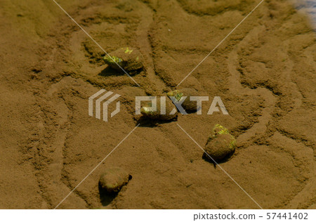 Tanishi Tanishi 57441402