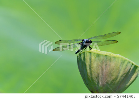 Giant dragonfly that stops at the fruit of a lotus 57441403