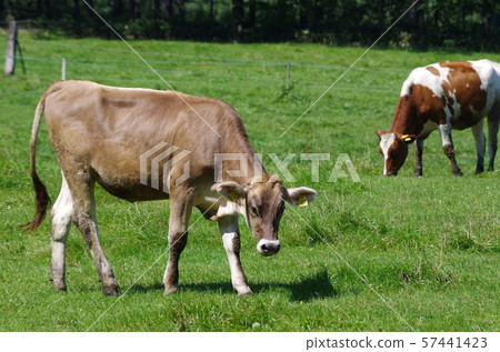 Jersey cattle 57441423