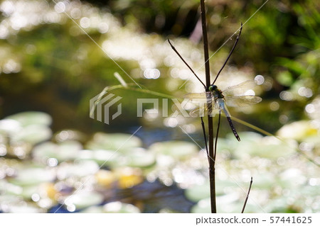 Ginyanma of the pond 1 57441625