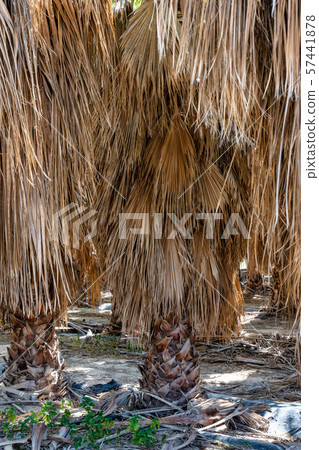 Palm Groves, Palmeral in Elche near Alicante in Spain 57441878