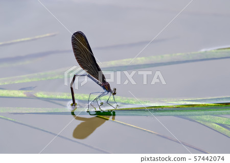 Spawning of the eggplant 57442074