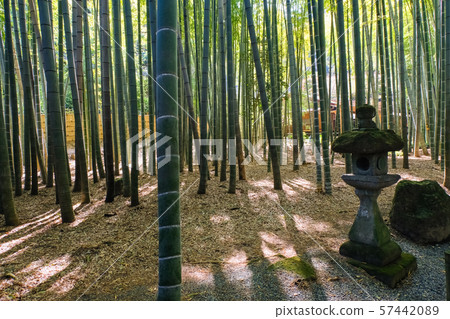 Kamakura Houkokuji Bamboo Forest Kamakura Houkokuji Bamboo Forest 57442089