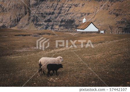grazing sheep in the village si saksun in the grazing sheep in the village si saksun in the 57442107