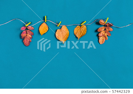 Dry autumn leaves fixed with clothespins to the rope. Dry autumn leaves fixed with clothespins to the rope. 57442329