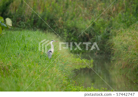 秋天的遷移，蒼鷺在草叢中 57442747