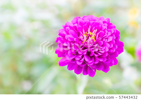 百日草（百日草） 57443432