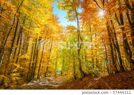 Wow Autumn Forest Background With Real Sun And Stock Photo