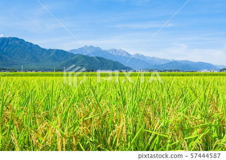 秋天的田園風光（俯瞰小鹿市，Kasumigadake，Kashima Kasumigadake和Goryudake） 57444587