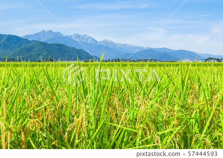 秋天的田園風光（俯瞰小鹿市，Kasumigadake，Kashima Kasumigadake和Goryudake） 57444593