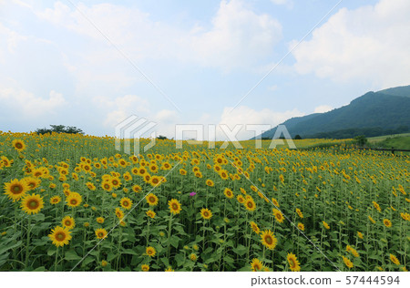 Sunflower in Ulsan Jersey Land Sunflower in Ulsan Jersey Land 57444594