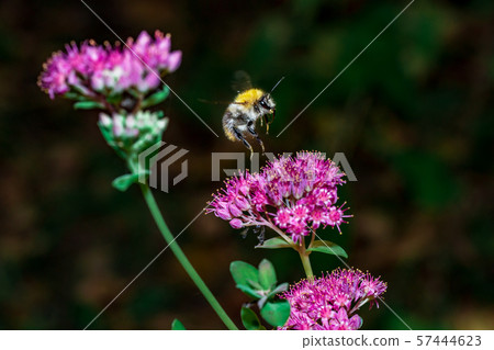 A bee pollinates forest flowers. Macro shot 57444623