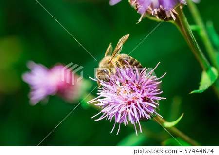 A bee pollinates forest flowers. Macro shot A bee pollinates forest flowers. Macro shot 57444624