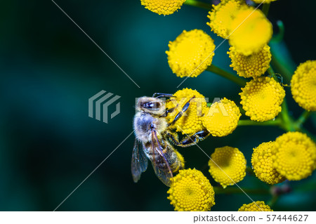 A bee pollinates forest flowers. Macro shot 57444627