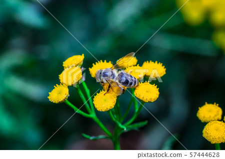 A bee pollinates forest flowers. Macro shot 57444628