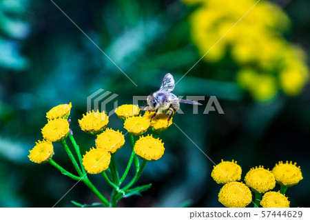 A bee pollinates forest flowers. Macro shot 57444629