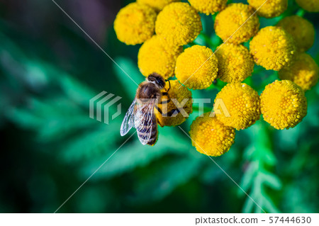 A bee pollinates forest flowers. Macro shot A bee pollinates forest flowers. Macro shot 57444630