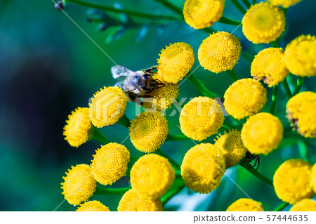 A bee pollinates forest flowers. Macro shot A bee pollinates forest flowers. Macro shot 57444635